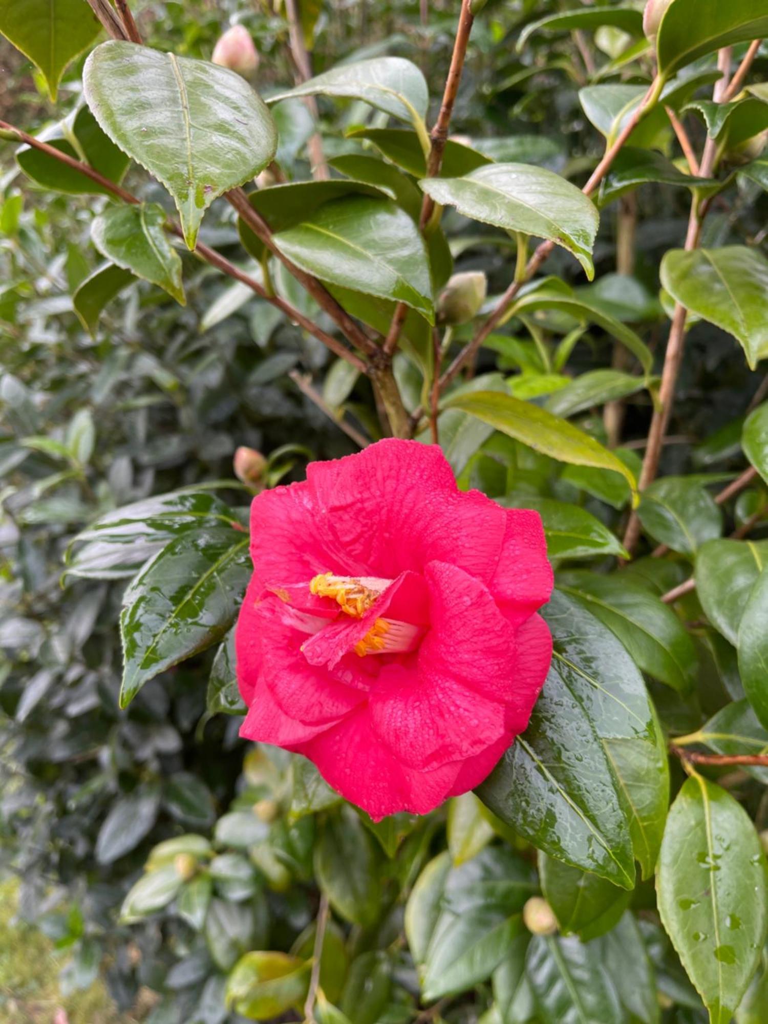 Le Camelia * Saint-Viatre